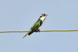 Dideric Cuckoo