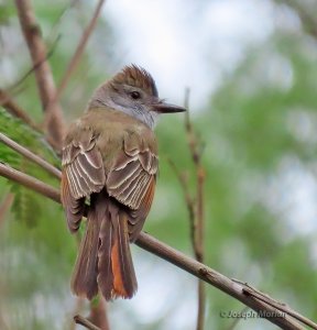 Brown-crested Flycatcher