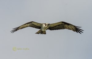 Osprey