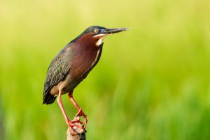 Green Heron