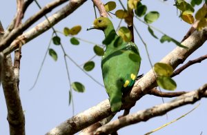 Tanna Fruit-Dove