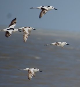 Crab Plovers