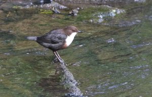 Dipper