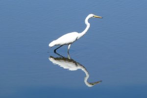 Eastern Great Egret