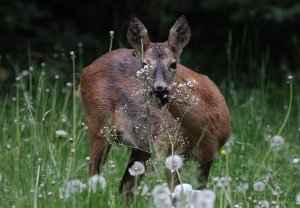 Roe Deer Yummy