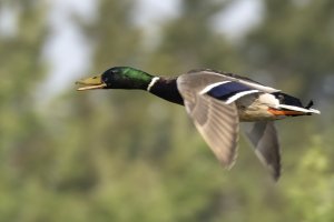 Mallard m