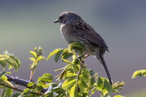 Dunnock