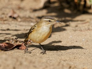 Sedge warbler