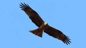 black kite