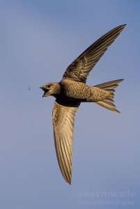 Pallid Swift