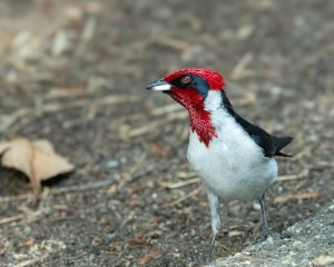 Masked Cardinal