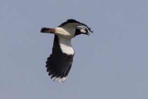 Lapwing