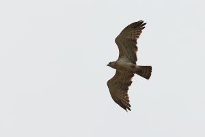 short-toed snake eagle