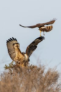 Northern Harrier Harassing a Redtail Hawk