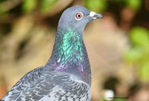 Feral Pigeon 4605.jpg