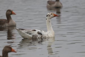 Greylag Goose cross or leucistic