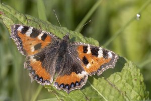 Small Tortoiseshell