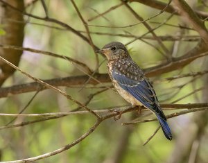 Eastern Bluebird, Juvenile