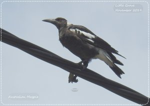 Bird on a wire