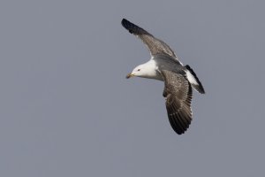 Lesser Black-backed Gull