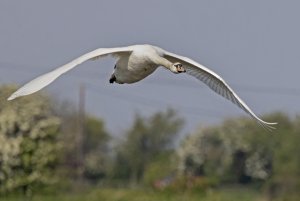 Mute Swan