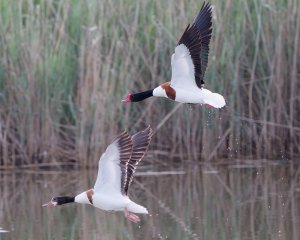 Common Shelduck