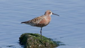 Curlew Sandpiper