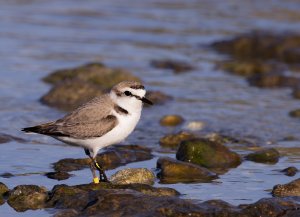 kentish plover1resized.jpg