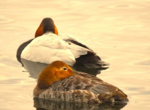 Resting Pair of Canvasbacks