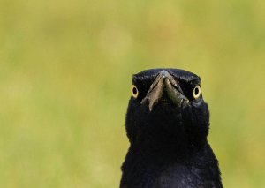 Great-tailed Grackle, Male