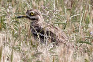 Eurasian Stone curlew
