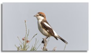 Woodchat Shrike