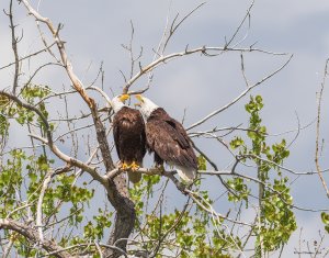 Two arguing eagles