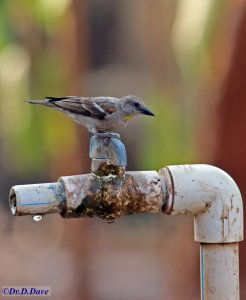 Chestnut shouldered petronia