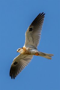Juvenile White Tailed Kite #3