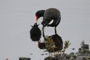 Moorhen and young