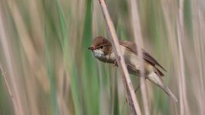 common reed warbler