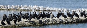 Great Cormorants with Gulls