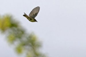 Whitethroat