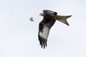 Red Kite (and a Barn Swallow)
