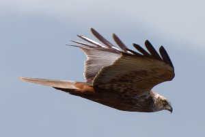 Marsh harrier