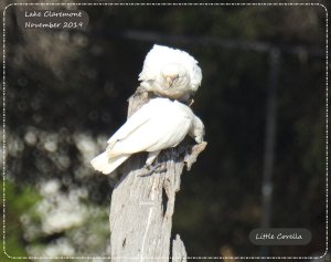 Pole Corellas