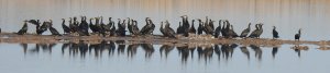 Indian Cormorants