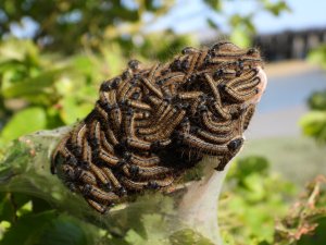 Lackey Moth caterpillars