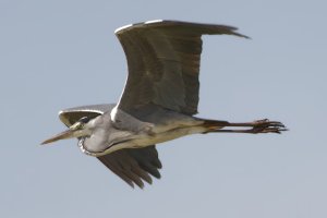 Grey heron