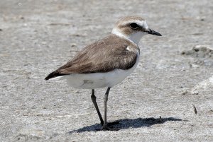 Kentish Plover