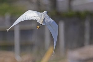 Little Egret