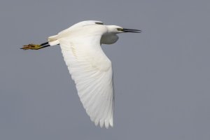 Little Egret