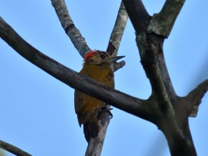 male Little Woodpecker