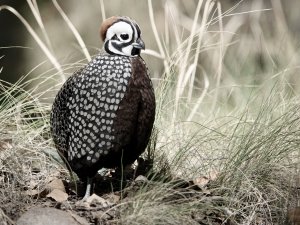 Montezuma Quail